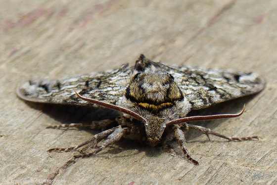 In View - Waved Sphinx Moth
